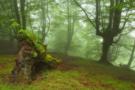 Forest - tree, forest, mist, jungle