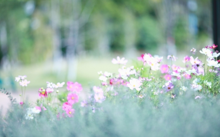 Flowers - flowers, leaf, tree, nature