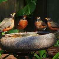 SINGING ROBINS