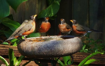 SINGING ROBINS - sining, robins, bath, singing, birds