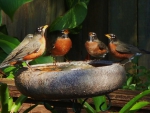 SINGING ROBINS