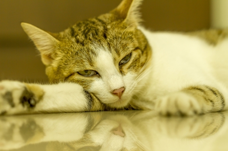 Cat - sleepy, cute, beautiful, cat, sleeping, kitty, cats, hat, cat face, paws, face, animals, pretty, beauty, sweet, kitten, lovely