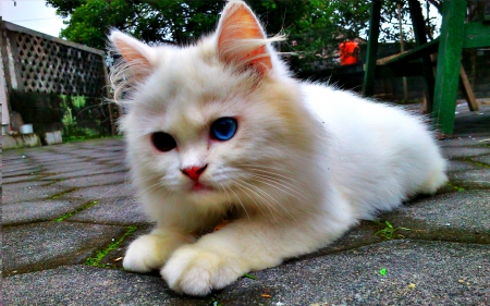 WHITE KITTY - white, odd eye, kitty, pet