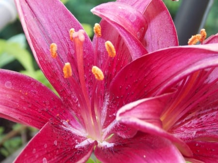 Red Lilies - lilies, nature, flowers, red