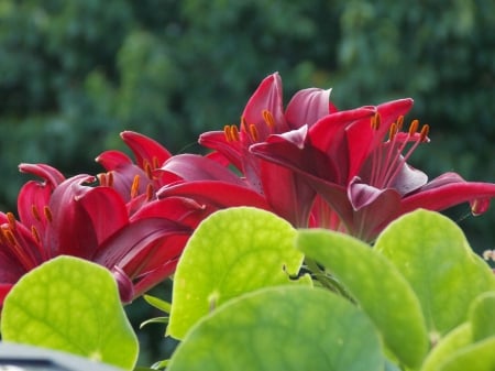 Red Lilies - lilies, nature, flowers, red