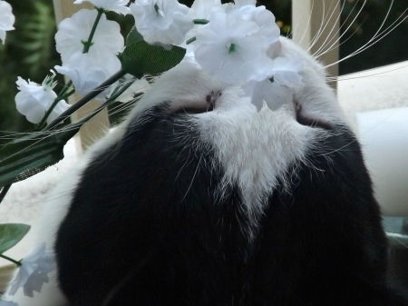 Don't forget to smell the flowers today - white, cat, buddy, flowers, black