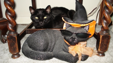 I'm still cooler - black, glasses, figurine, halloween, cat