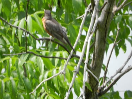 A Canadian Robin - bird, robin, tree, Canada