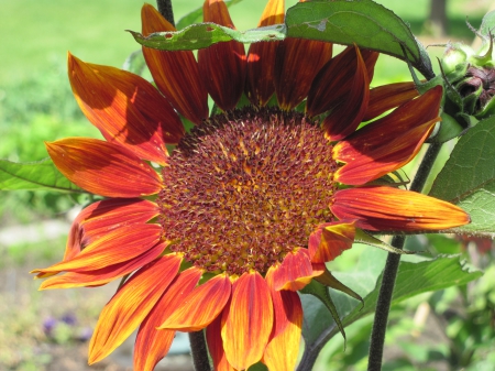 New display at the Pyramids 07 - sunflowers, photography, green, flowers, dark red