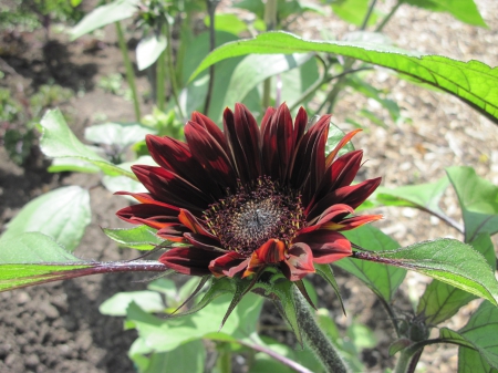 New display at the Pyramids 08 - Flowers, green, photography, daisy, dark red, leaf