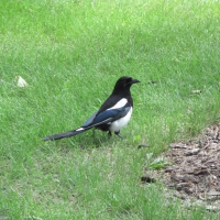 A bird on the grass