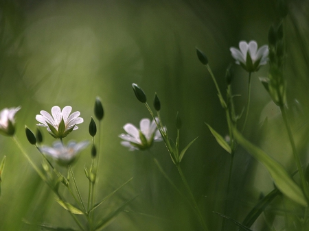 Flowers - flowers, nature, green, beautiful