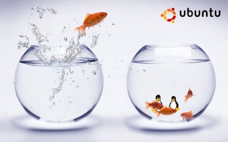 ubuntu - fun, ubuntu, fish, cool, technology