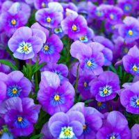 â¤ Sweet Violet Blue Pansies â¤