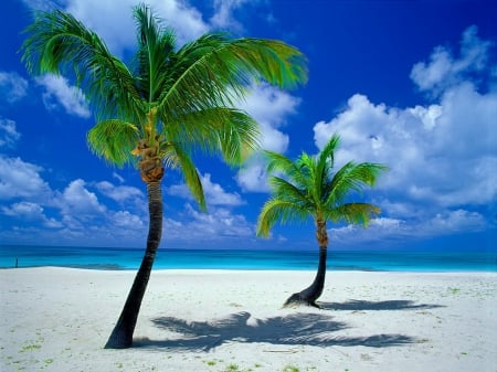 Palms on the beach - relax, horizons, beach, island, shore, exotic, palm trees, sky, clouds, breeze, palms, vacation, sea, ocean, rest, tropics, wind, nature, tropical, sands