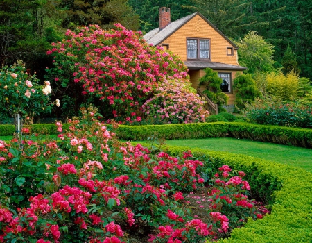 A bed of roses - nice, cottage, bed, carpet, trees, roses, fragrance, greenery, colorful, countryside, villa, home, pretty, scent, house, alleys, grass, garden, summer, yard, lovely, nature, village, forest, beautiful, flowers