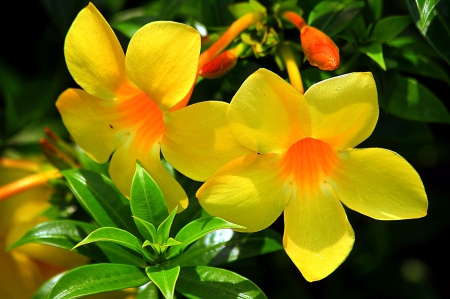 Lovely yellow flowers - nice, fresh, freshness, delicate, park, tender, lovely, nature, pretty, petals, beautiful, leaves, flowers, garden