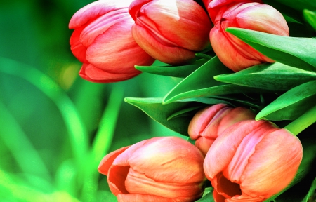 Tulips background - nice, fresh, background, delicate, colorful, tulips, lovely, pretty, pink, red, beautiful, leaves, green, flowers