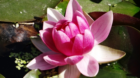 Pink Water Lily - summer, flower, pink, water, nature