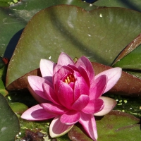 Pink Water Lily 2