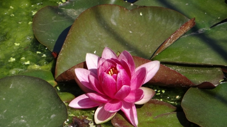 Pink Water Lily 2 - nature, lily, pink, water, flower