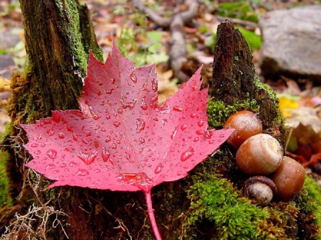 Maple leaf - nature, autumn, fall leaf, forest