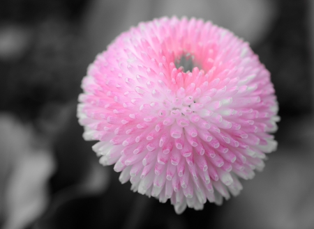 Pretty in Pink - nature, pink, photography, black and white, flower