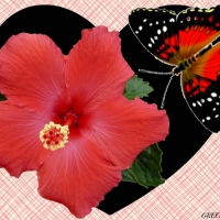 HIBISCUS AND BUTTERFLY