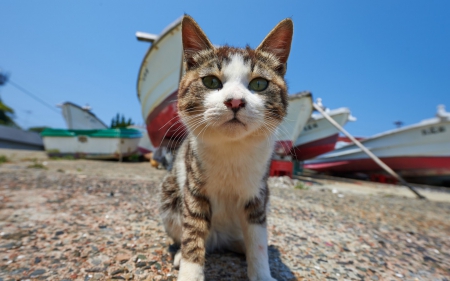 Kitty on the beach  - summer, red, animal, cute, boat, beach, cat, blue, sand, white, sky, kitten