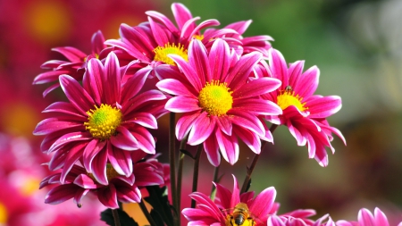 Beautiful flowers - blooms, nature, flowers, petals