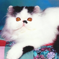 Persian male cat on a quilt