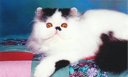 Persian male cat on a quilt