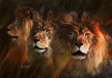 The Kings - wildlife, predators, nature, lions