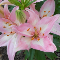 Pink Oriental Lily