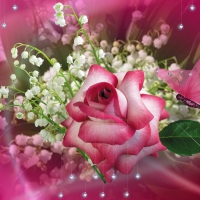 Single Pink Rose