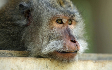 CLOSE UP OF GREY MONKEY - photos, zoo, monkey, nautre, macro, cute, primate, adorable, animals, close up, wild