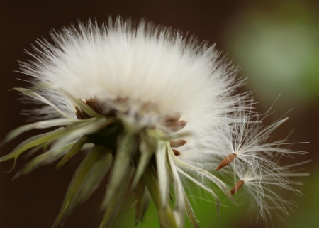 FIELD FLOWER - fields, close up, fluffy, summer, seeds, spring, photos, nature, macro, dandelion, weed, flower, natural