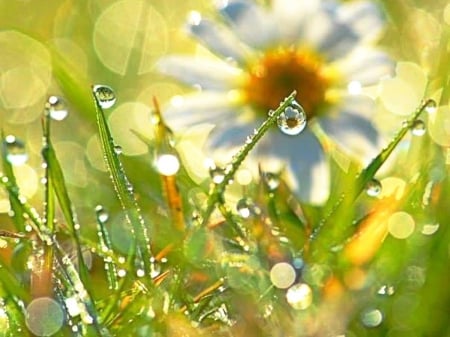 daisy - daysy, summer, dew, flower, drops