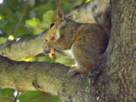 caught in the act - bark, green, squirrels, trees