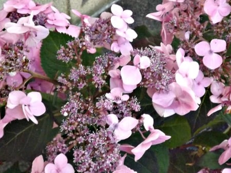 beautiful pink - blooms, flowers, petals, pink