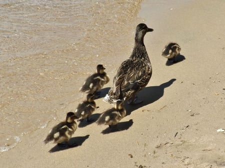 mamma and goslings - water, ducks, sand, goslings