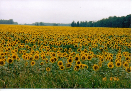 sunflower field - sunflower, scenery, field, landscapes