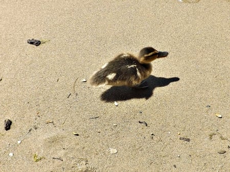 lone straggler - ducks, sand, baby, goslings