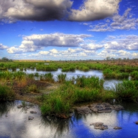 HDR Swamp