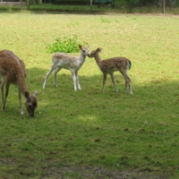 Two cute baby deer