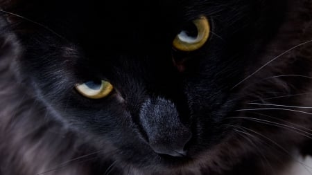 GET OUTTA MY FACE - angry expression, black, cat, close-up