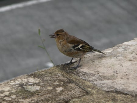 bird - nature, animals, birds, photography