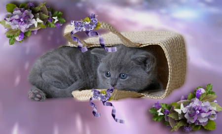 Kitten - purple, pretty, beautiful, cute, lavander, kitten