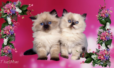 Kittens - flowers, pretty, kittens, beautiful, cute, pink