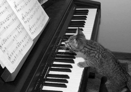 music cat - piano, black, white, photography, cat